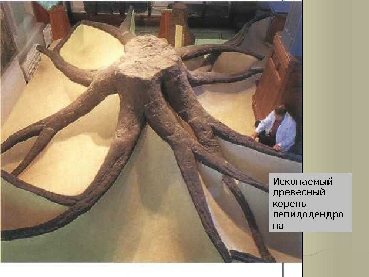 Ископаемый древесный корень лепидодендро на 