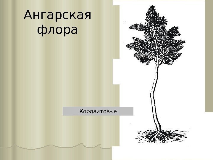 Ангарская флора Кордаитовые 