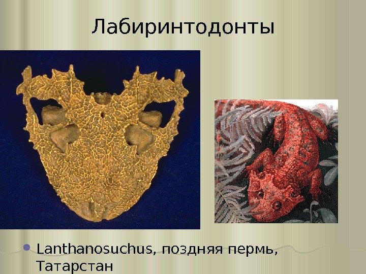 Лабиринтодонты Lanthanosuchus, поздняя пермь,  Татарстан 