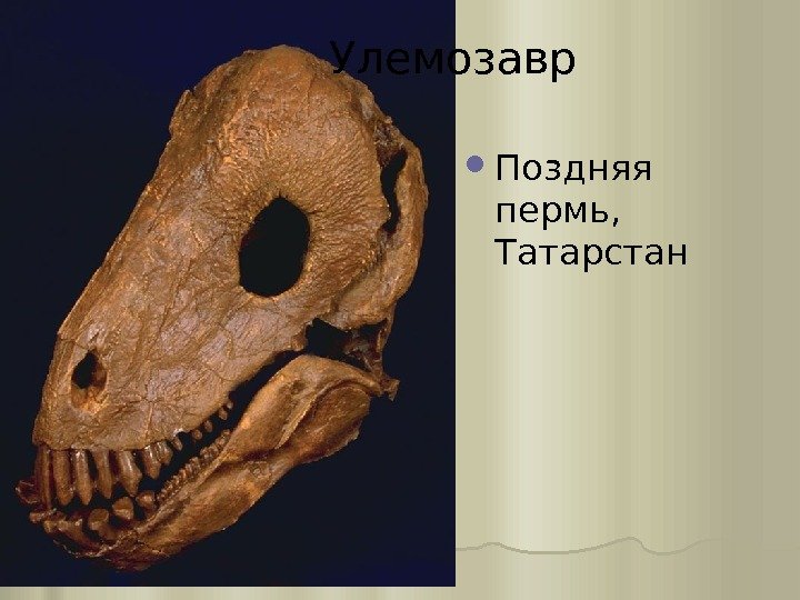  Поздняя пермь,  Татарстан. Улемозавр 