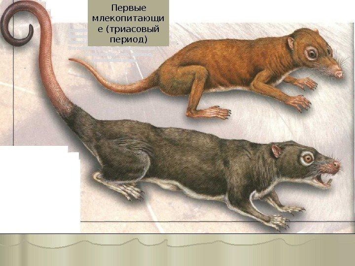 Первые млекопитающи е (триасовый период) 