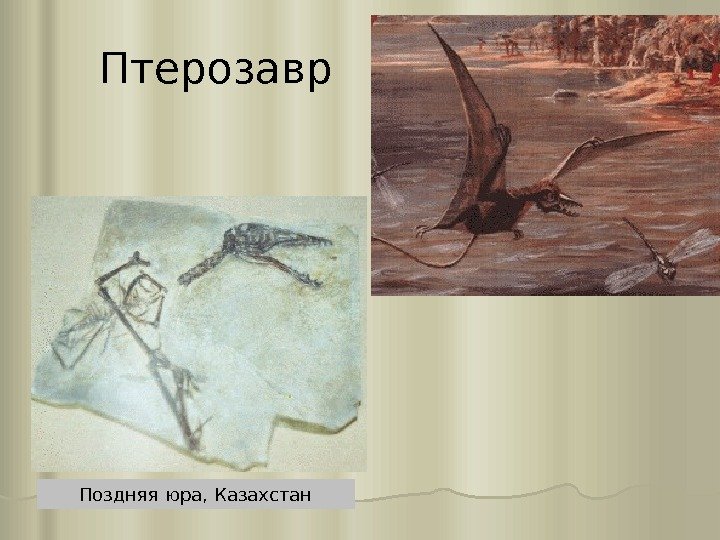 Птерозавр Поздняя юра, Казахстан 