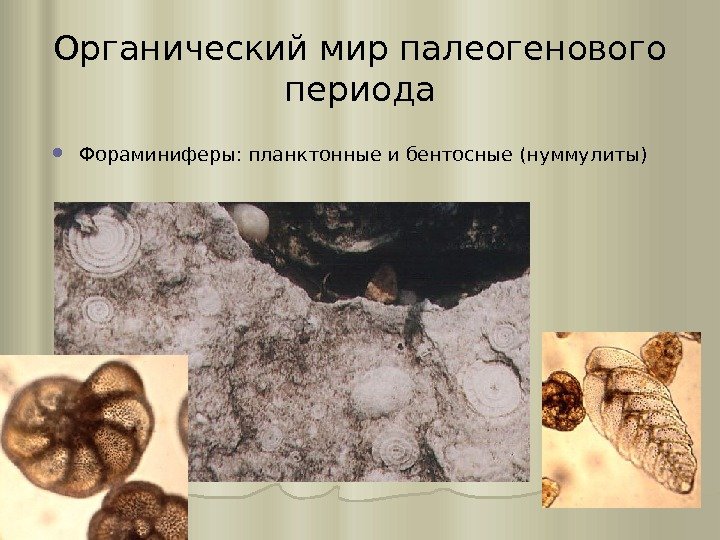Органический мир палеогенового периода Фораминиферы: планктонные и бентосные (нуммулиты) 