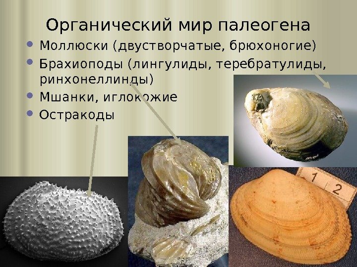 Органический мир палеогена Моллюски (двустворчатые, брюхоногие) Брахиоподы (лингулиды, теребратулиды,  ринхонеллинды) Мшанки, иглокожие Остракоды