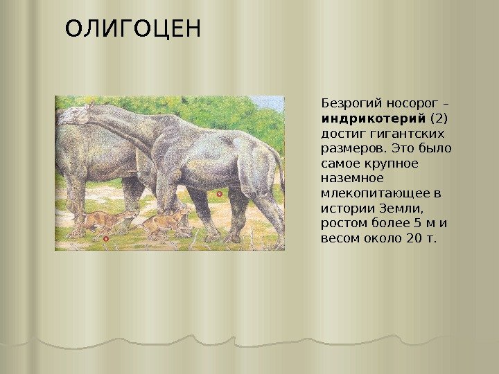 ОЛИГОЦЕН Безрогий носорог – индрикотерий (2) достиг гигантских размеров. Это было самое крупное наземное