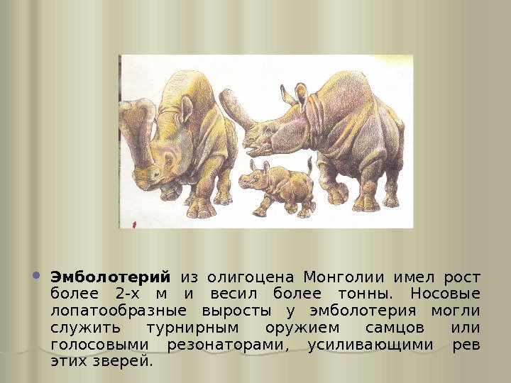  Эмболотерий из олигоцена Монголии имел рост более 2 -х м и весил более