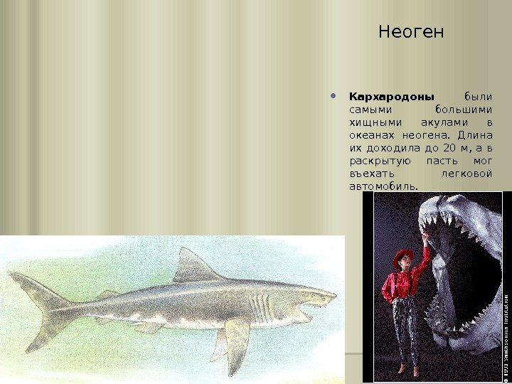 Неоген Кархародоны были самыми большими хищными акулами в океанах неогена.  Длина их доходила