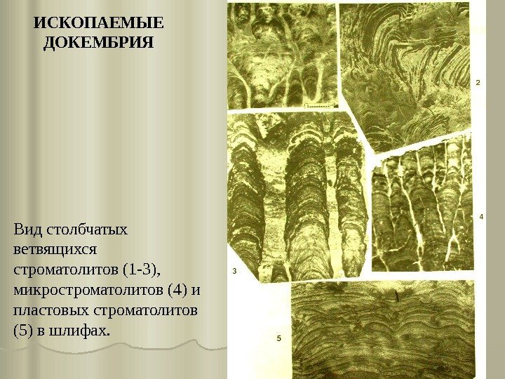 Вид столбчатых ветвящихся строматолитов (1 -3),  микростроматолитов (4) и пластовых строматолитов (5) в