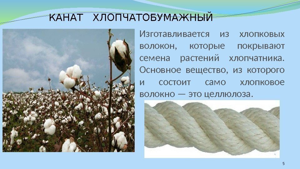Крупными производителями хлопка являются. Волокна из хлопчатника. Натуральные волокна хлопок. Хлопок волокно производство. Растительные волокна хлопок.