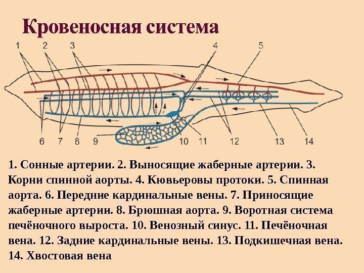 Кровеносная органы рыб. Схема кровеносной системы костистой рыбы. Круглоротые строение кровеносной системы. Кровеносная система круглоротых схема. Схема кровеносной системы акулы.