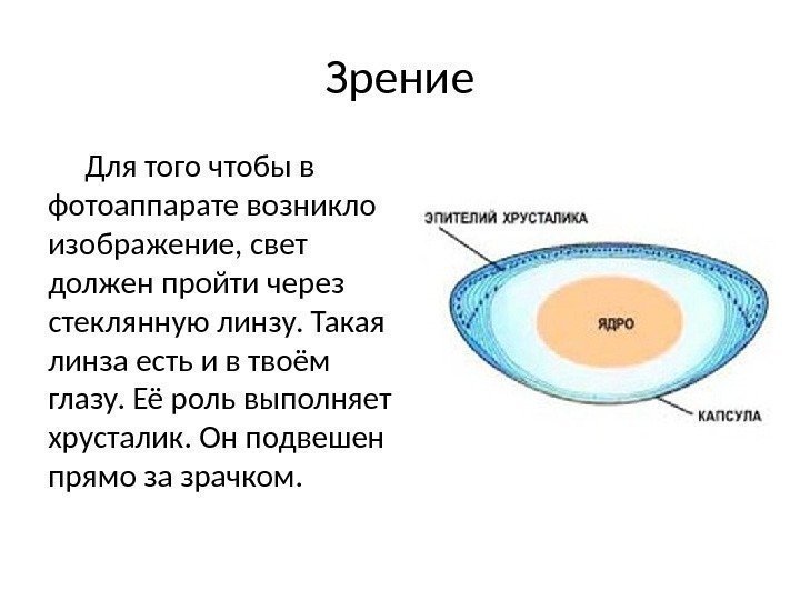 Зрение Для того чтобы в фотоаппарате возникло изображение, свет должен пройти через стеклянную линзу.