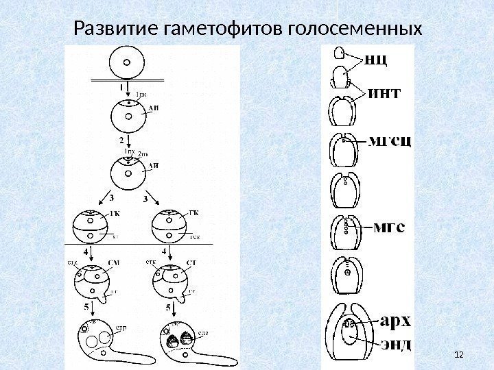 Развитие гаметофитов голосеменных 12 