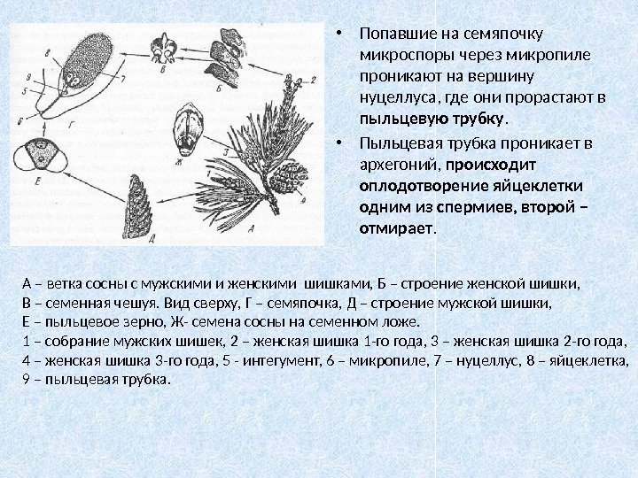 Голосеменные схема плодолистиков