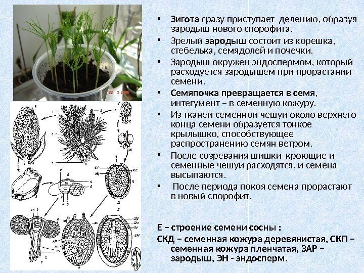  • Зигота сразу приступает делению, образуя зародыш нового спорофита.  • Зрелый зародыш