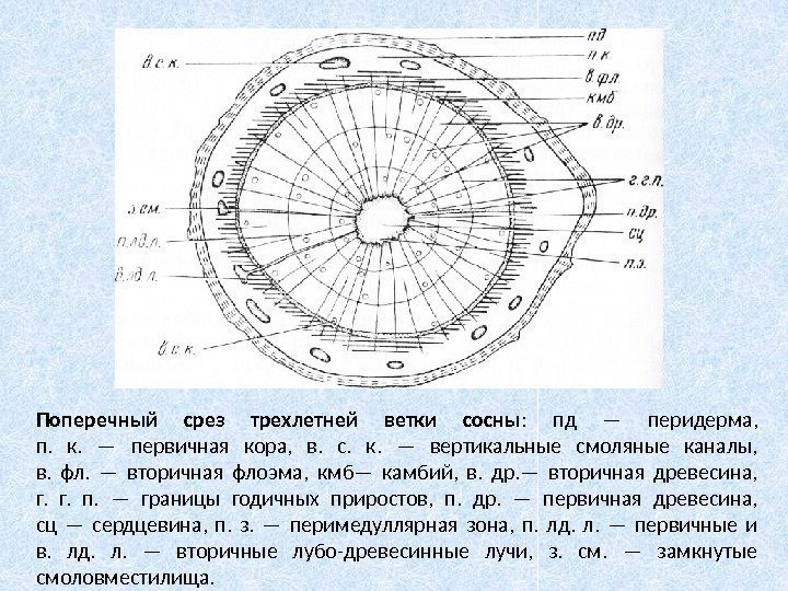 Поперечный срез трехлетней ветки сосны :  пд — перидерма, п.  к. 