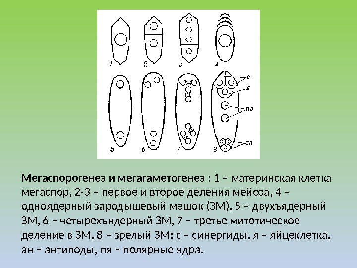 Из какой клетки образуется мегаспора