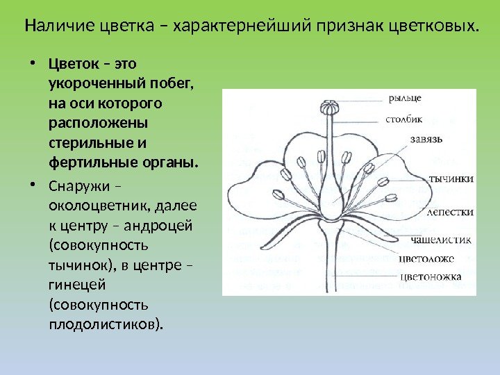 Признаки цветковых растений