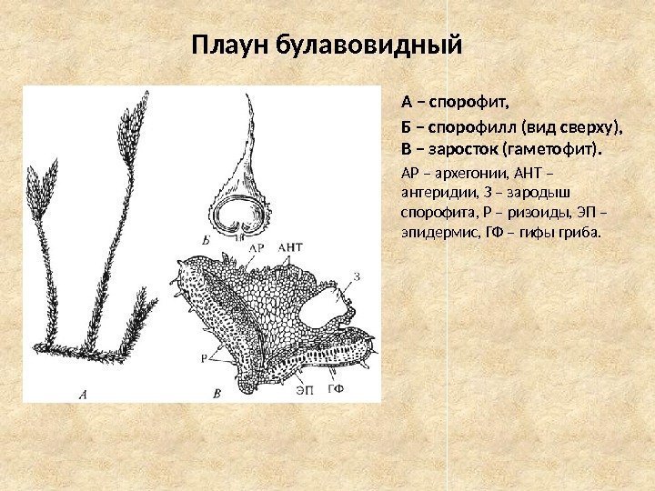 Плаун булавовидный А – спорофит, Б – спорофилл (вид сверху),  В – заросток