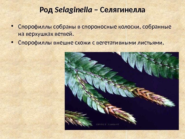Род Selaginella – Селягинелла • Спорофиллы собраны в спороносные колоски, собранные на верхушках ветвей.