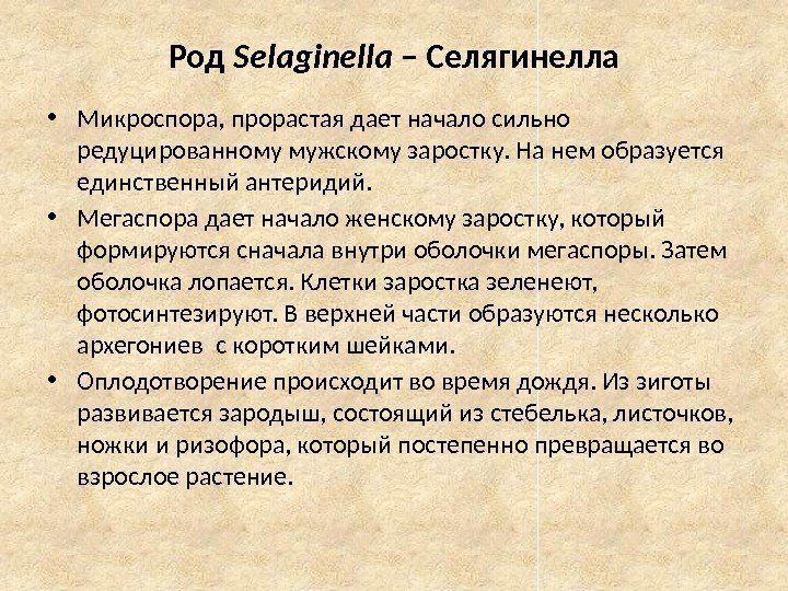 Род Selaginella – Селягинелла • Микроспора, прорастая дает начало сильно редуцированному мужскому заростку. На