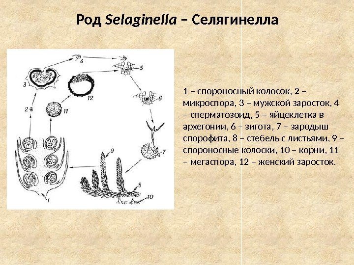 Род Selaginella – Селягинелла 1 – спороносный колосок, 2 – микроспора, 3 – мужской