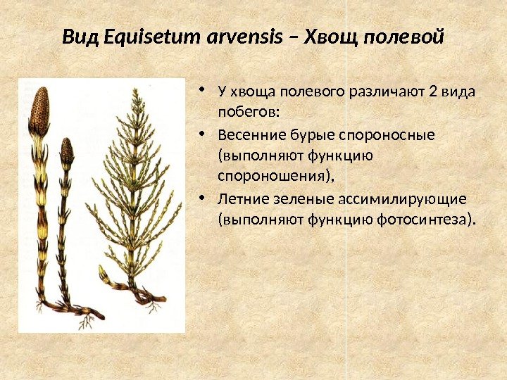 Вид Equisetum arvensis – Хвощ полевой • У хвоща полевого различают 2 вида побегов: