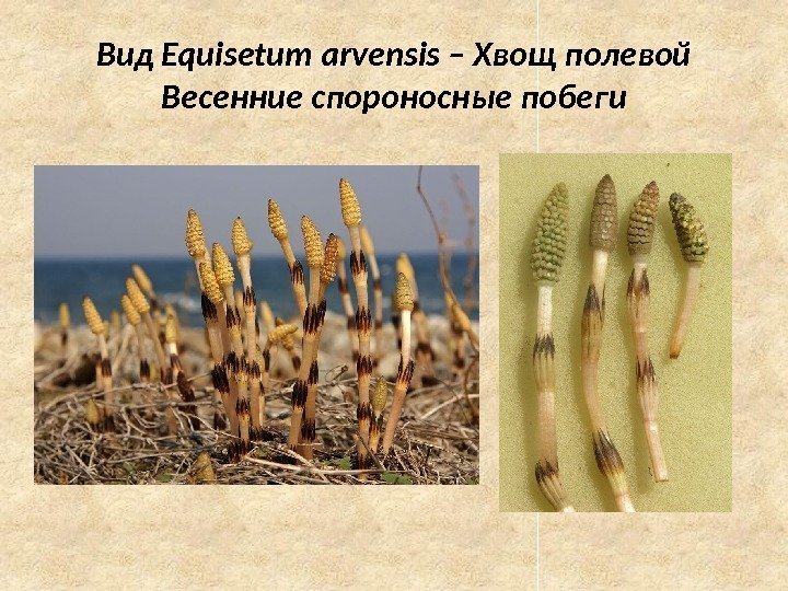 Вид Equisetum arvensis – Хвощ полевой Весенние спороносные побеги 