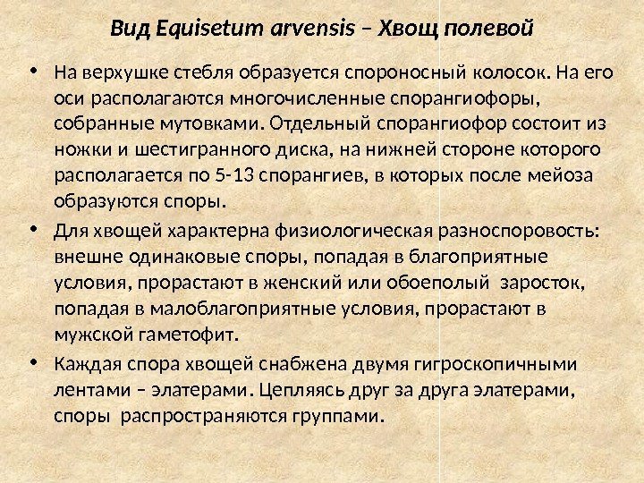 Вид Equisetum arvensis – Хвощ полевой • На верхушке стебля образуется спороносный колосок. На