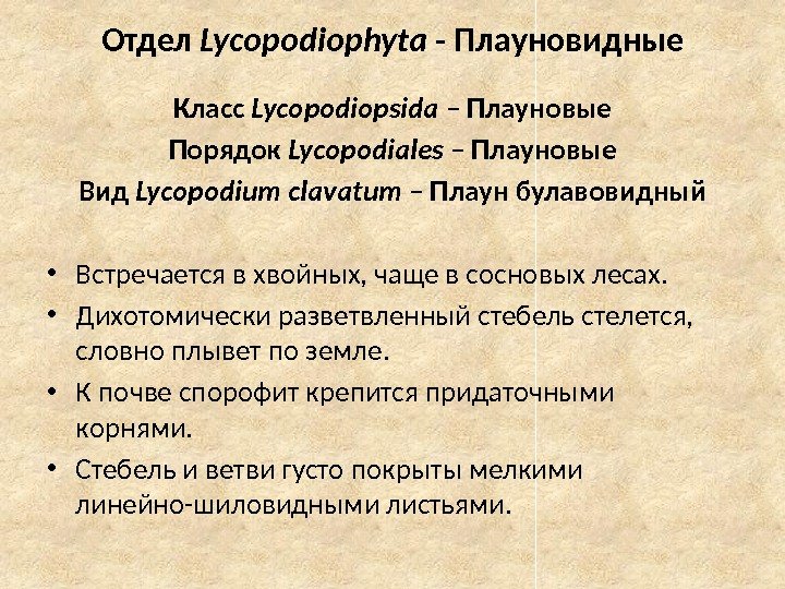 Отдел Lycopodiophyta - Плауновидные Класс Lycopodiopsida – Плауновые Порядок Lycopodiales – Плауновые Вид Lycopodium