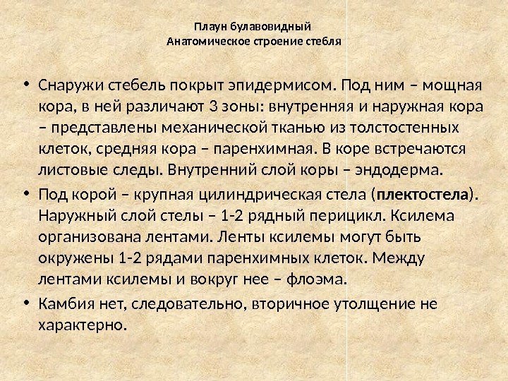 Плаун булавовидный Анатомическое строение стебля • Снаружи стебель покрыт эпидермисом. Под ним – мощная