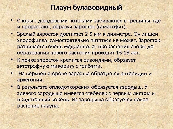 Плаун булавовидный • Споры с дождевыми потоками забиваются в трещины, где и прорастают, образуя