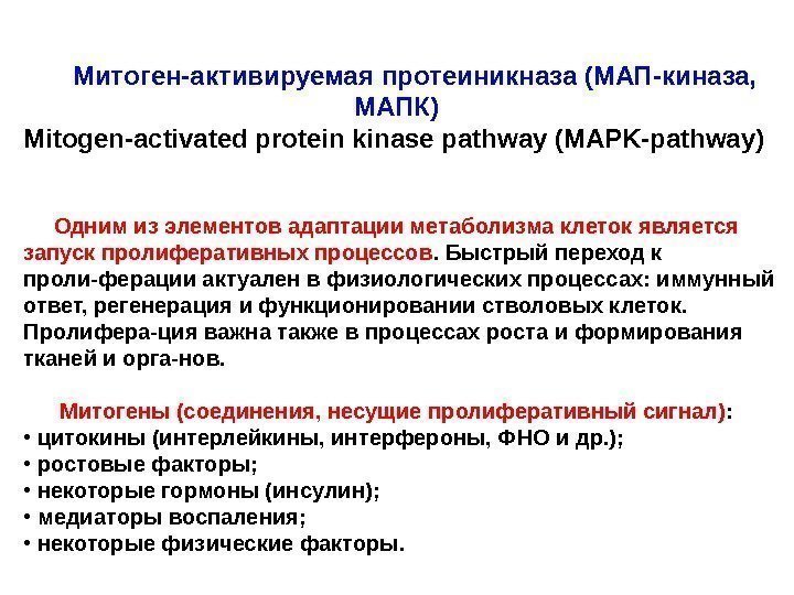   Митоген-активируемая протеиникназа (МАП-киназа,  МАПК)  Mitogen-activated protein kinase pathway (MAPK-pathway) 