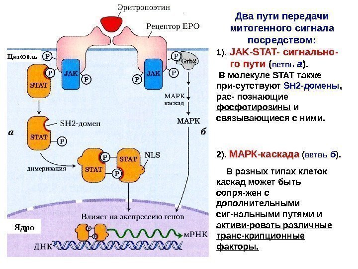   Цитозоль Ядро Два пути передачи митогенного сигнала посредством: 1).  JAK -