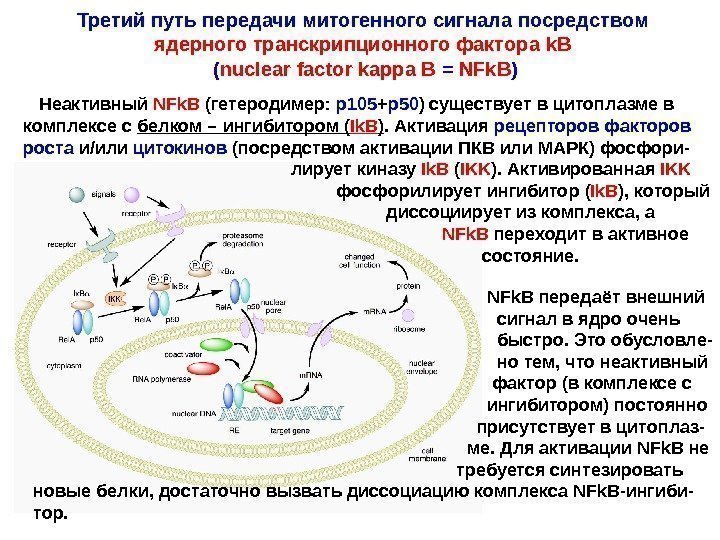   Третий путь передачи митогенного сигнала посредством ядерного транскрипционного фактора k. B (