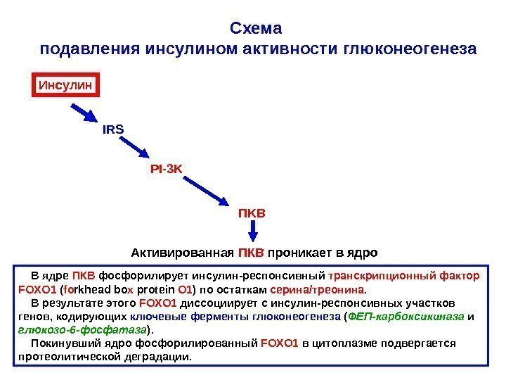   Схема подавления инсулином активности глюконеогенеза Инсулин IRS PI-3 K П KB Активированная