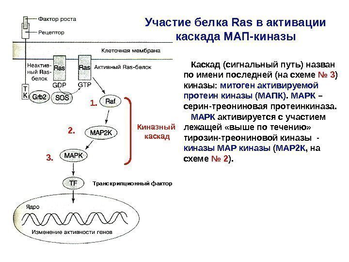   Участие белка Ras в активации каскада МАП-киназы Транскрипционный фактор Киназный каскад Каскад