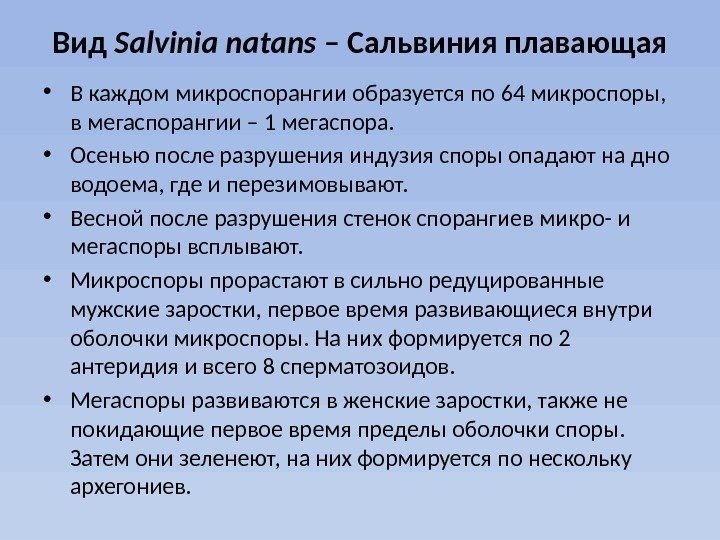 Вид Salvinia natans – Сальвиния плавающая • В каждом микроспорангии образуется по 64 микроспоры,