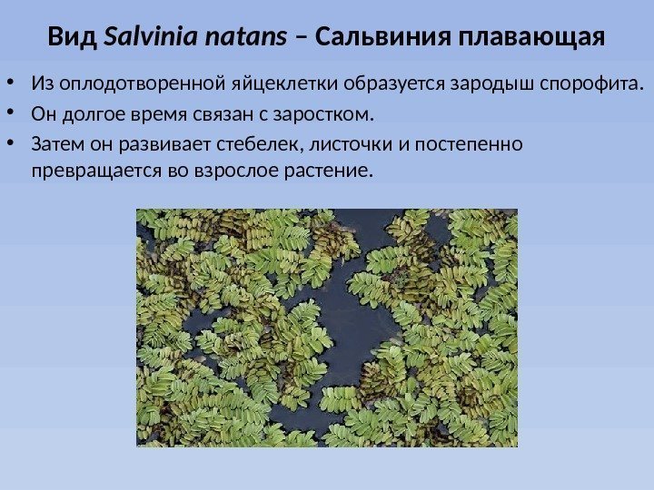 Вид Salvinia natans – Сальвиния плавающая • Из оплодотворенной яйцеклетки образуется зародыш спорофита. 