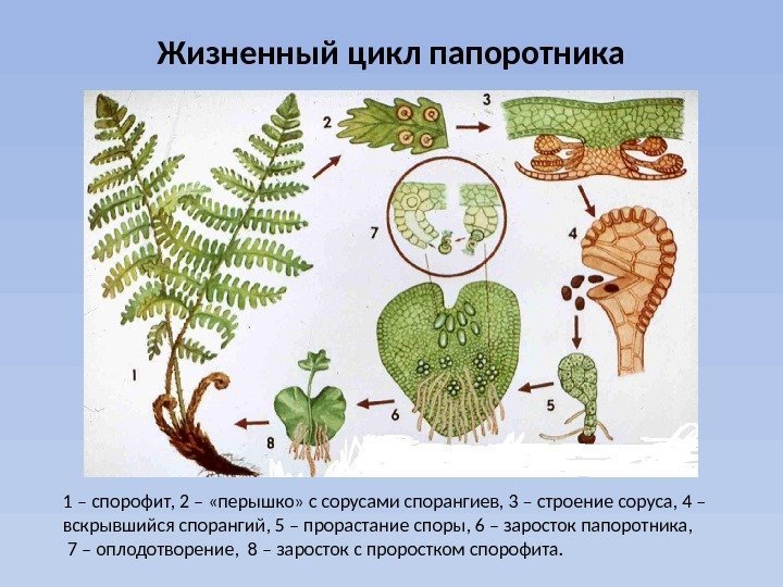 Жизненный цикл папоротника 1 – спорофит, 2 – «перышко» с сорусами спорангиев, 3 –