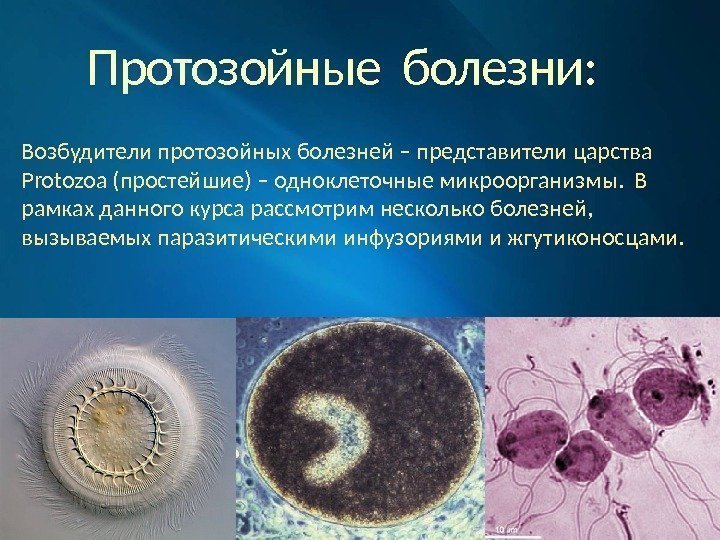 Протозойные болезни: Возбудители протозойных болезней – представители царства Protozoa (простейшие) – одноклеточные микроорганизмы. 