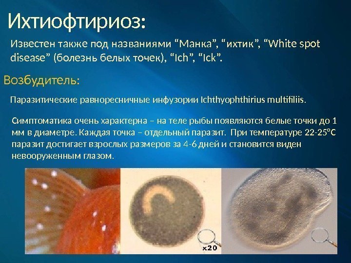 Ихтиофтириоз: Известен также под названиями “Манка”, “ихтик”, “White spot disease” (болезнь белых точек), “Ich”,