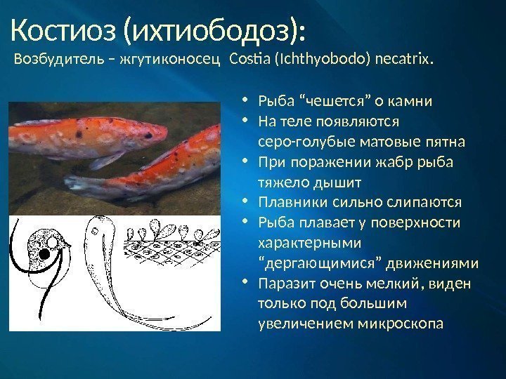 Костиоз (ихтиободоз): Возбудитель – жгутиконосец Costia (Ichthyobodo) necatrix.  • Рыба “чешется” о камни