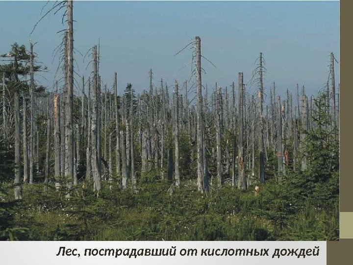 Лес, пострадавший от кислотных дождей 