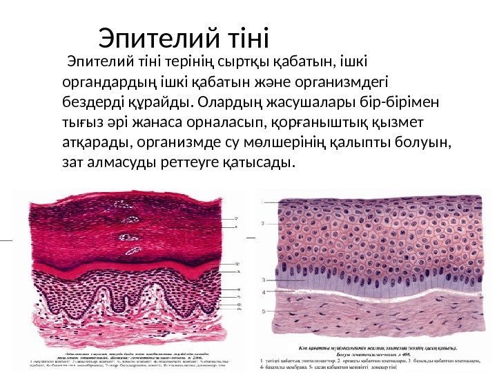 Эпителий тіні терінің сыртқы қабатын, ішкі органдардың ішкі қабатын және организмдегі бездерді құрайды. Олардың