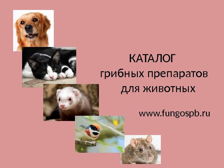      КАТАЛОГ      грибных препаратов 