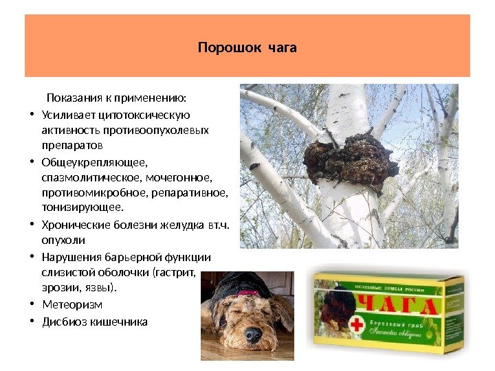 Порошок чага  Показания к применению:  • Усиливает цитотоксическую активность противоопухолевых препаратов •