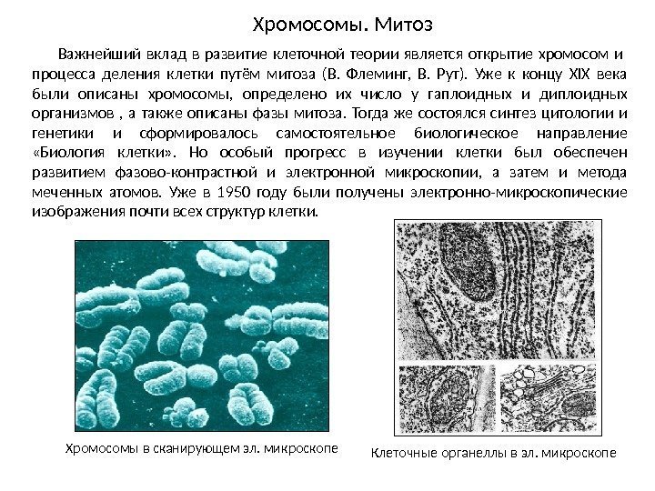 Важнейший вклад в развитие клеточной теории является открытие хромосом и  процесса деления клетки