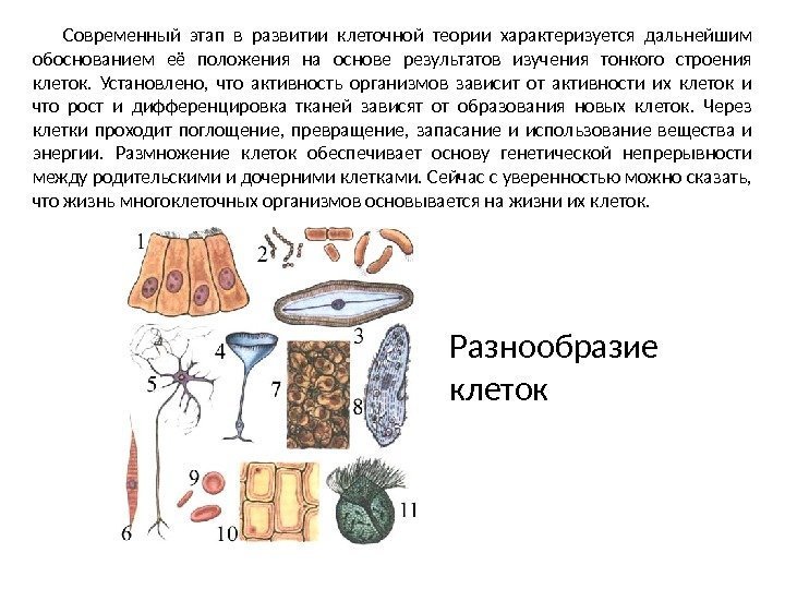 Современный этап в развитии клеточной теории характеризуется дальнейшим обоснованием её положения на основе результатов