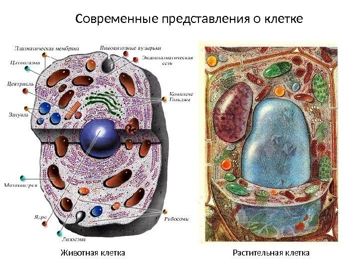 Современные представления о клетке Животная клетка Растительная клетка 