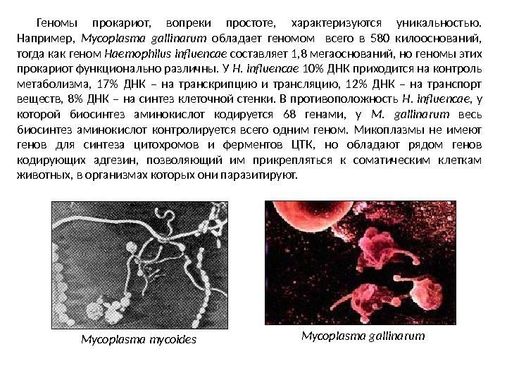 Геномы прокариот,  вопреки простоте,  характеризуются уникальностью.  Например,  Mycoplasma gallinarum 